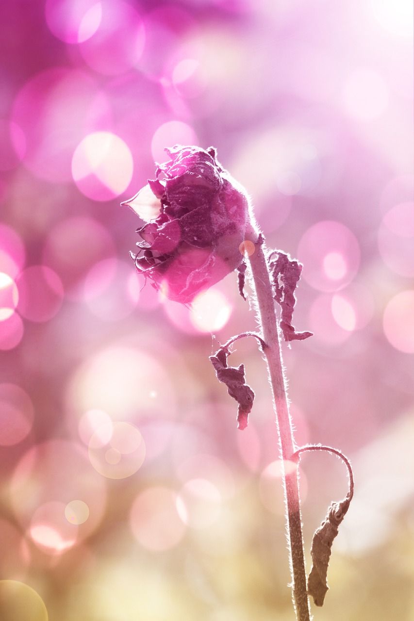 向日葵,花,性质