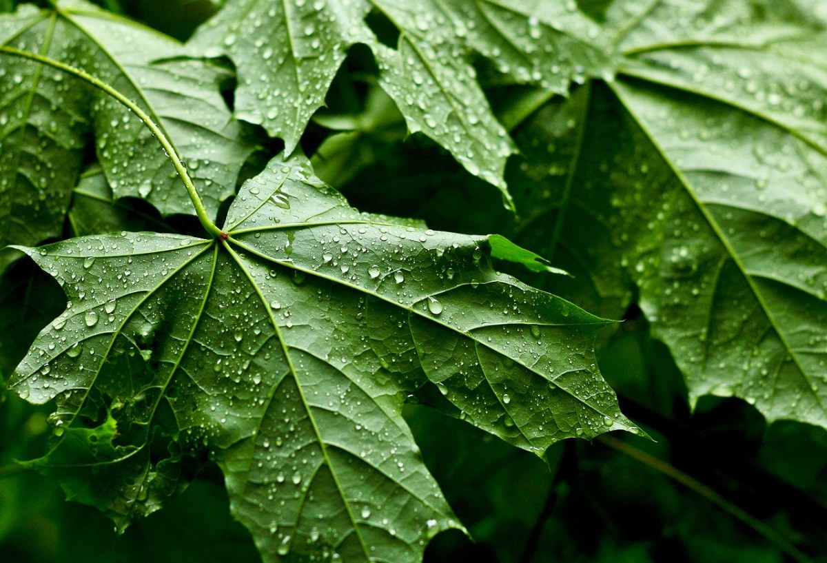 葉子,雨滴