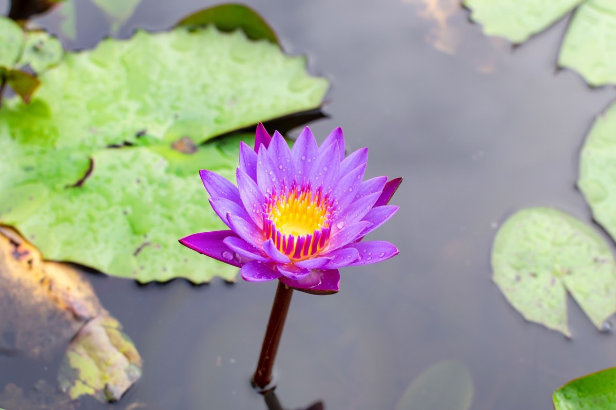 蓝色莲花、花莲、自然免费图片