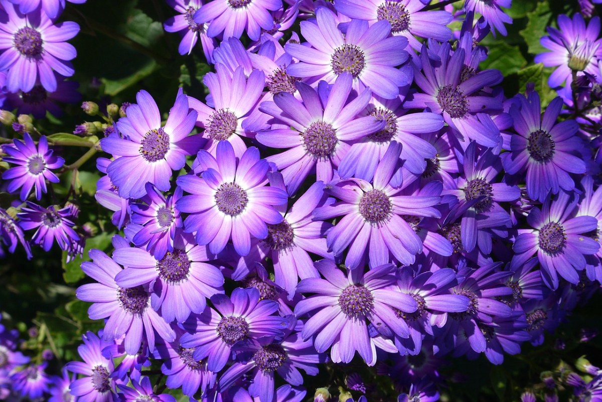 春天的紫色花朵免费图片