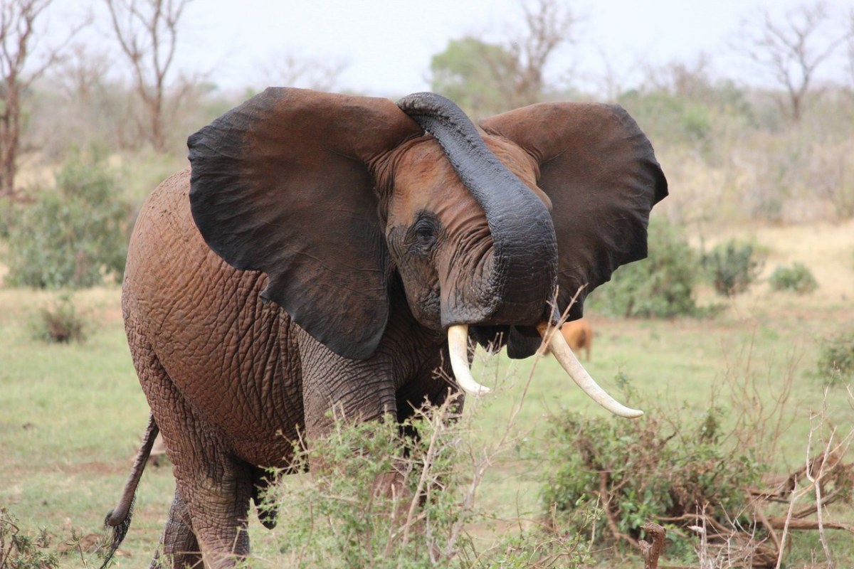 象、非洲象、肯尼亚免费图片