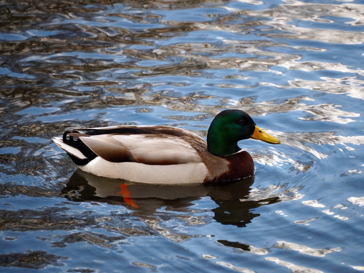 水中的一只野鸭免费图片