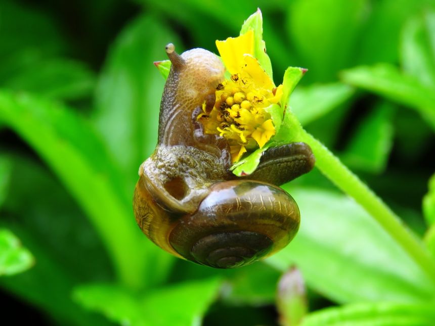 蜗牛,花