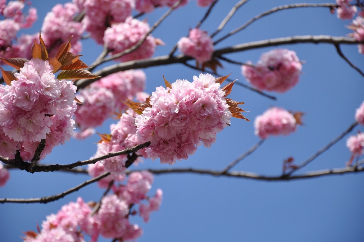 观赏樱花免费图片