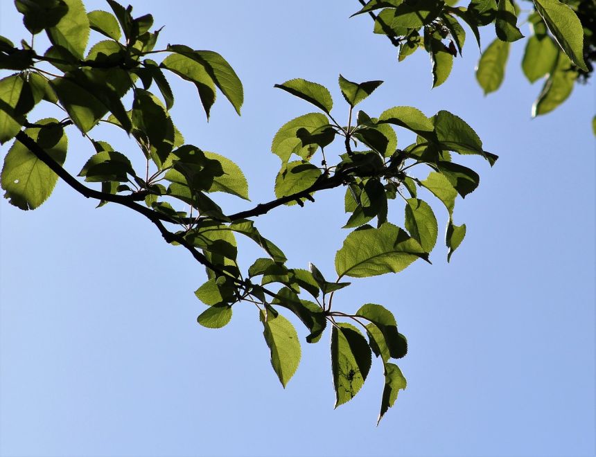 葉樹枝杈