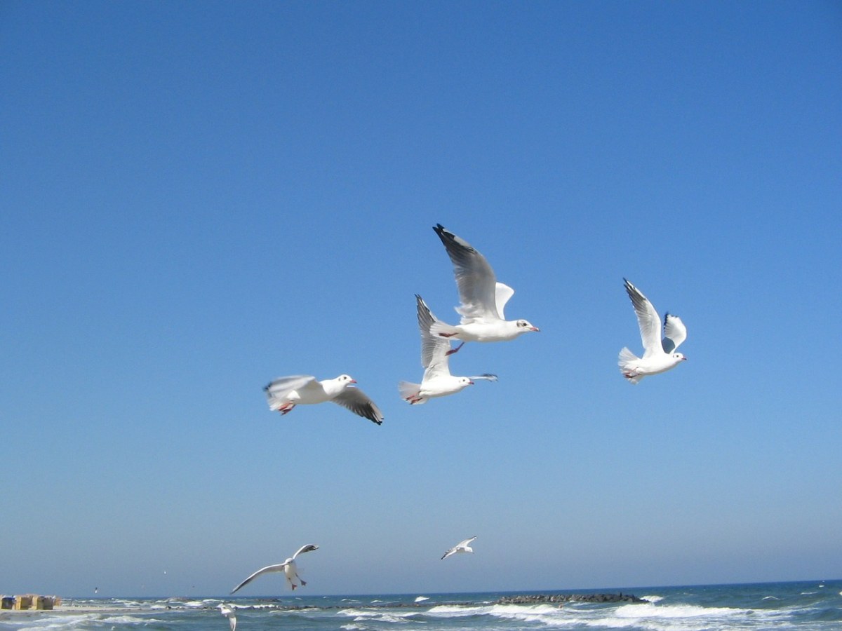 波罗的海,海鸥