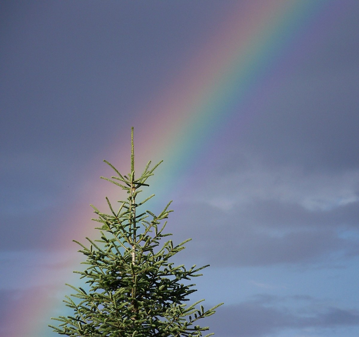 彩虹、天空、树免费图片