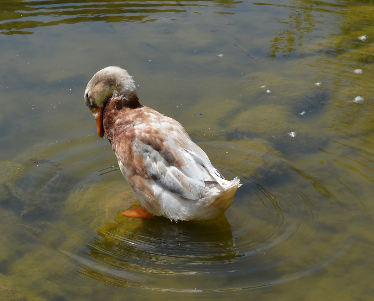 鴨,雁鴨科,鴨鳥