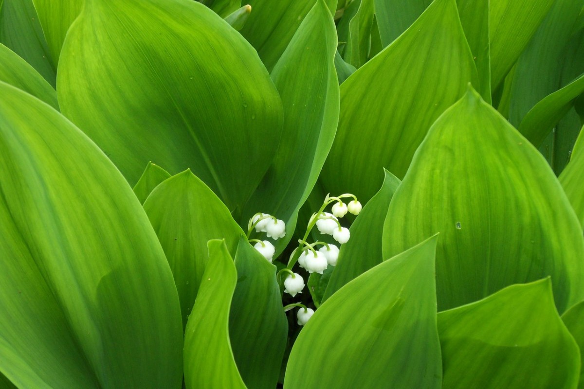 铃兰花的绿叶免费图片