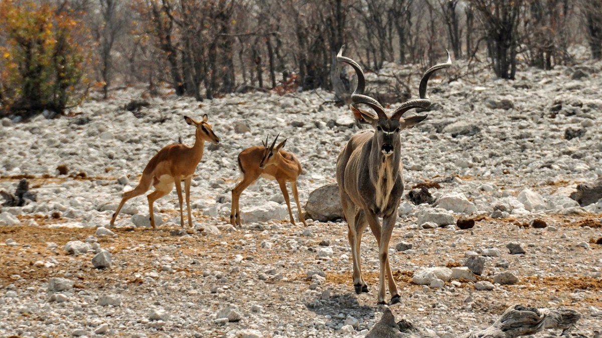 捻角羚、非洲、纳米比亚免费图片