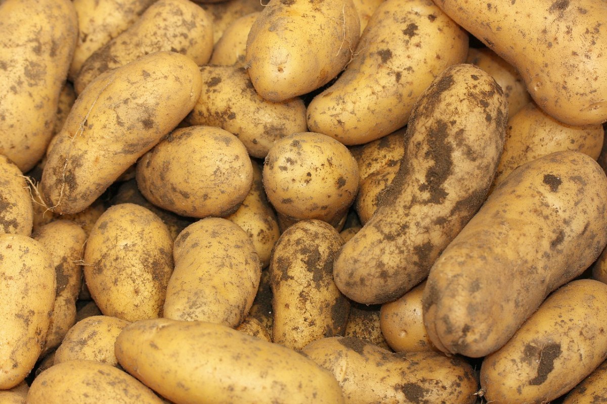 土豆、马铃薯、Herdöpfel免费图片