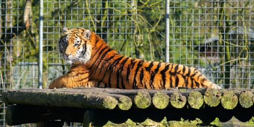 虎、大猫、捕食