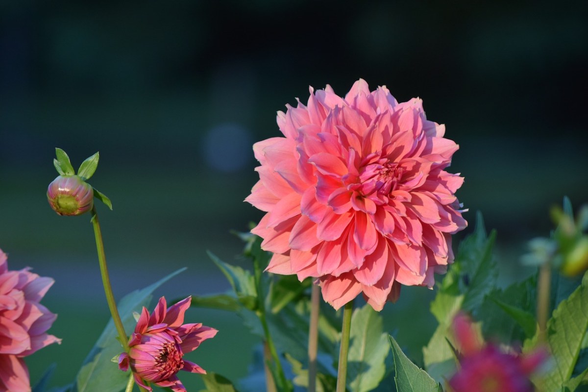 娇琴纱、花、开花免费图片