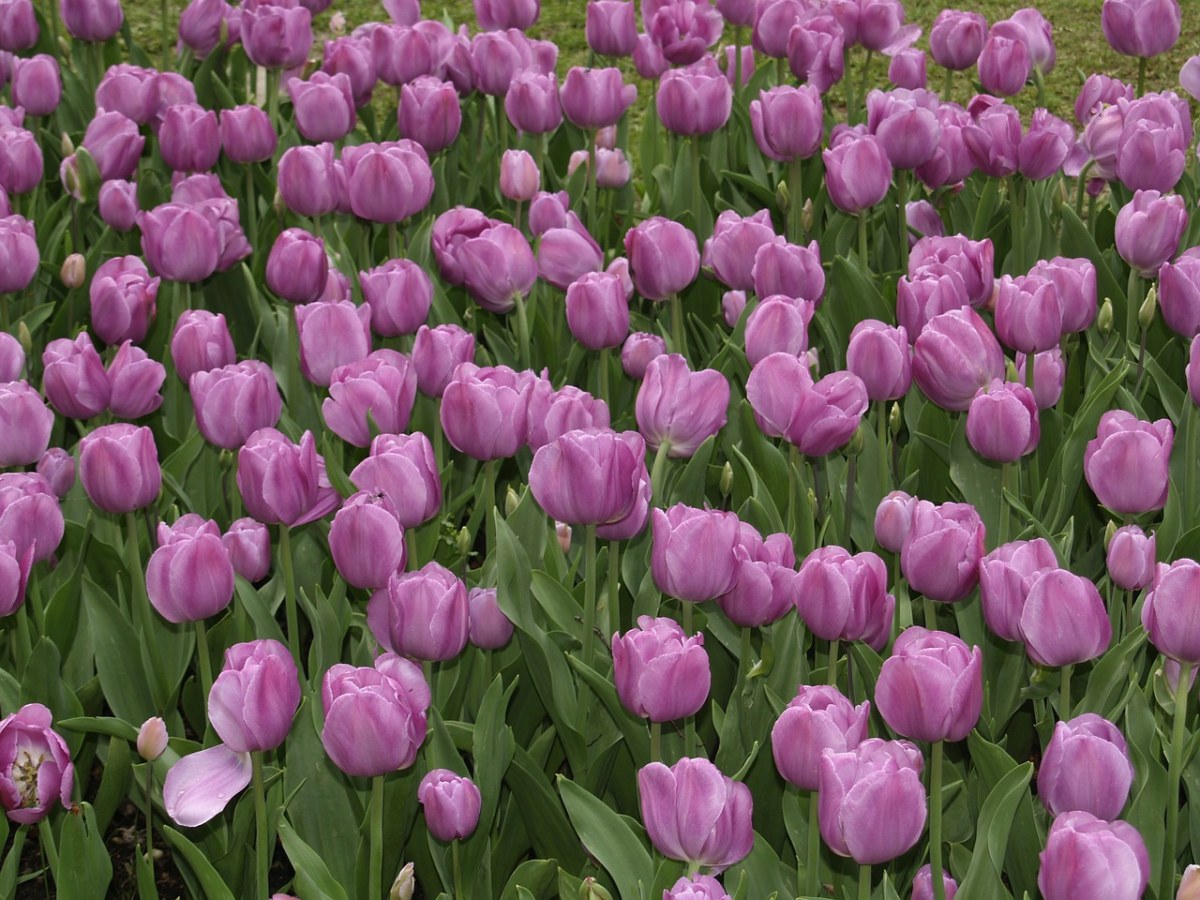 紫色郁金香、公园花园西古尔塔免费图片