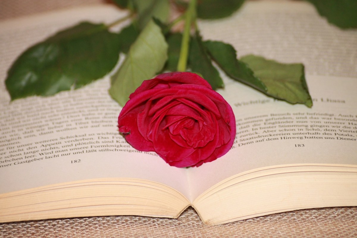 本书、读取、玫瑰免费图片