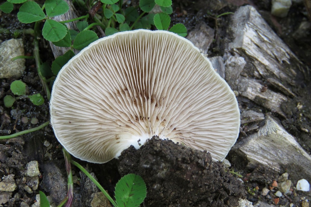 真菌,蘑菇,自然