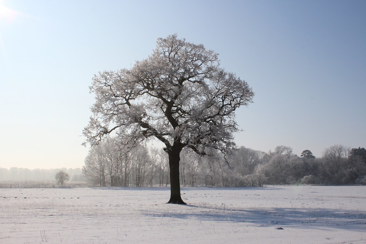 最美的雪景树图片图片
