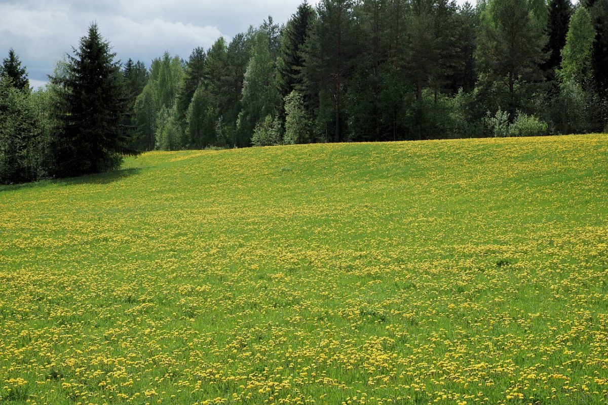 草地上的蒲公英花与树林免费图片