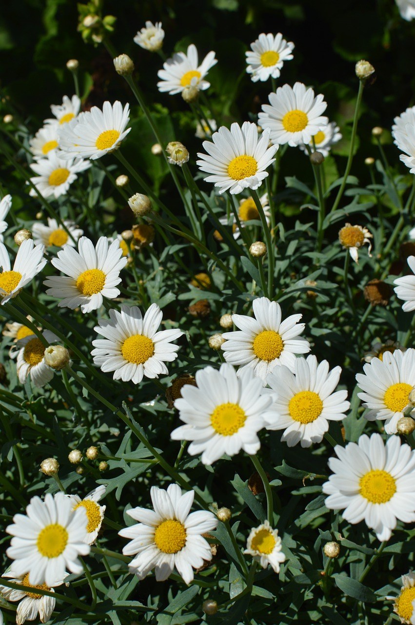 雏菊,鲜花,夏季