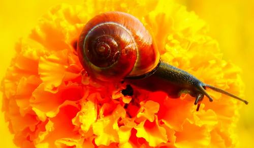 蜗牛Zaroślowy、软体动物、花