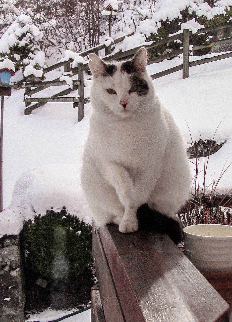 雪地里的白猫图片