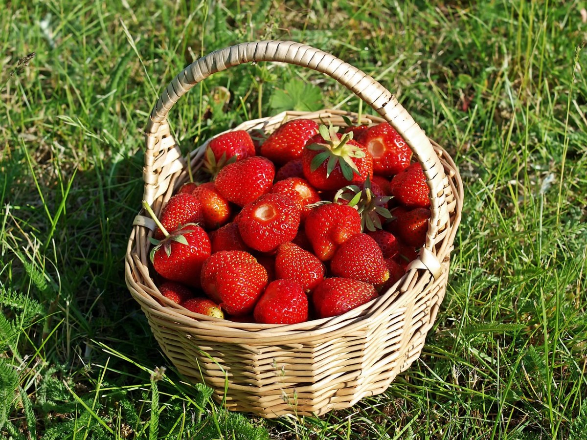 草莓、生物、花园免费图片