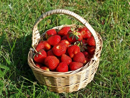 草莓、生物、花园