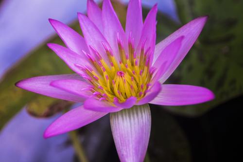 莲花、水百合、密切的莲花