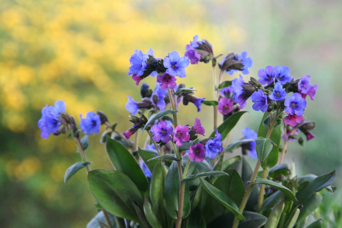 紫色的植物花朵免费图片