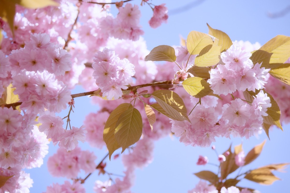 粉红色的日本樱花免费图片