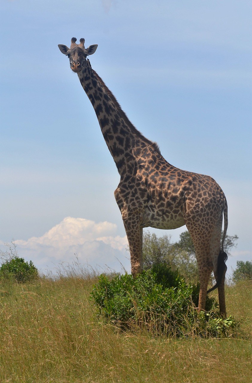 长颈鹿,肯尼亚,最高