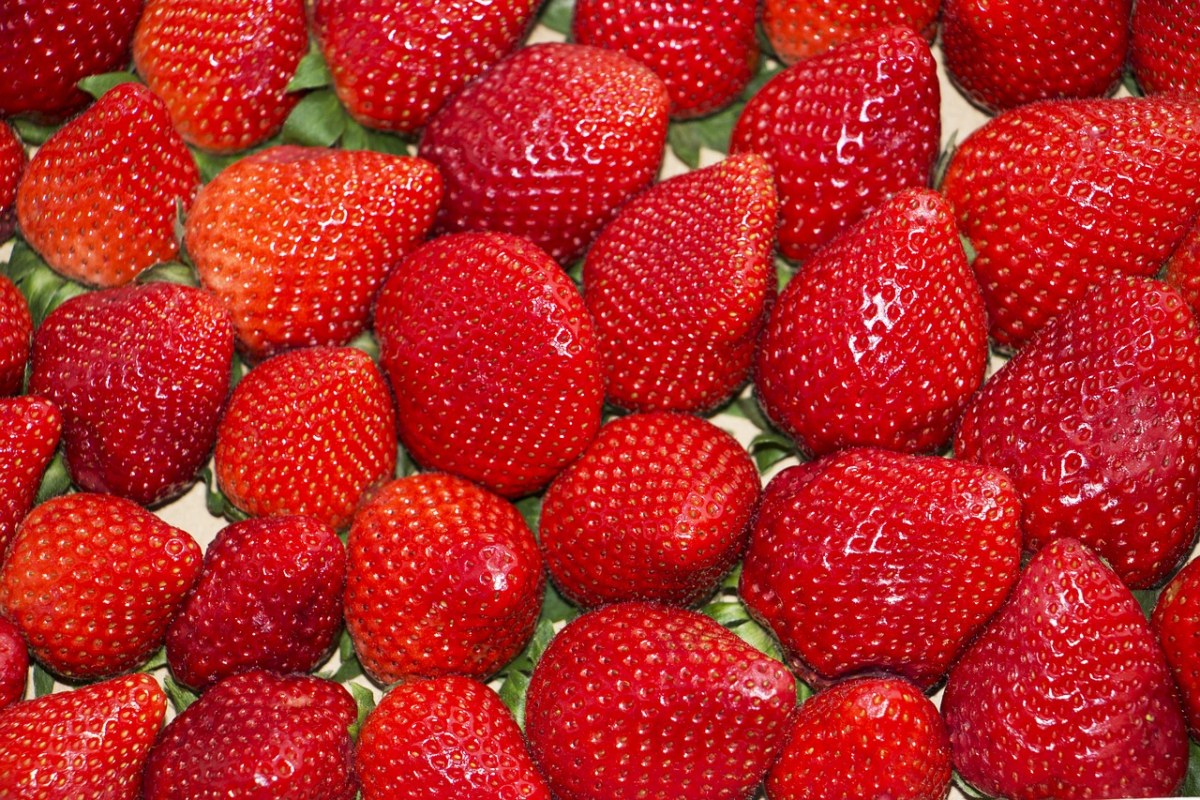 背景、草莓、红色免费图片