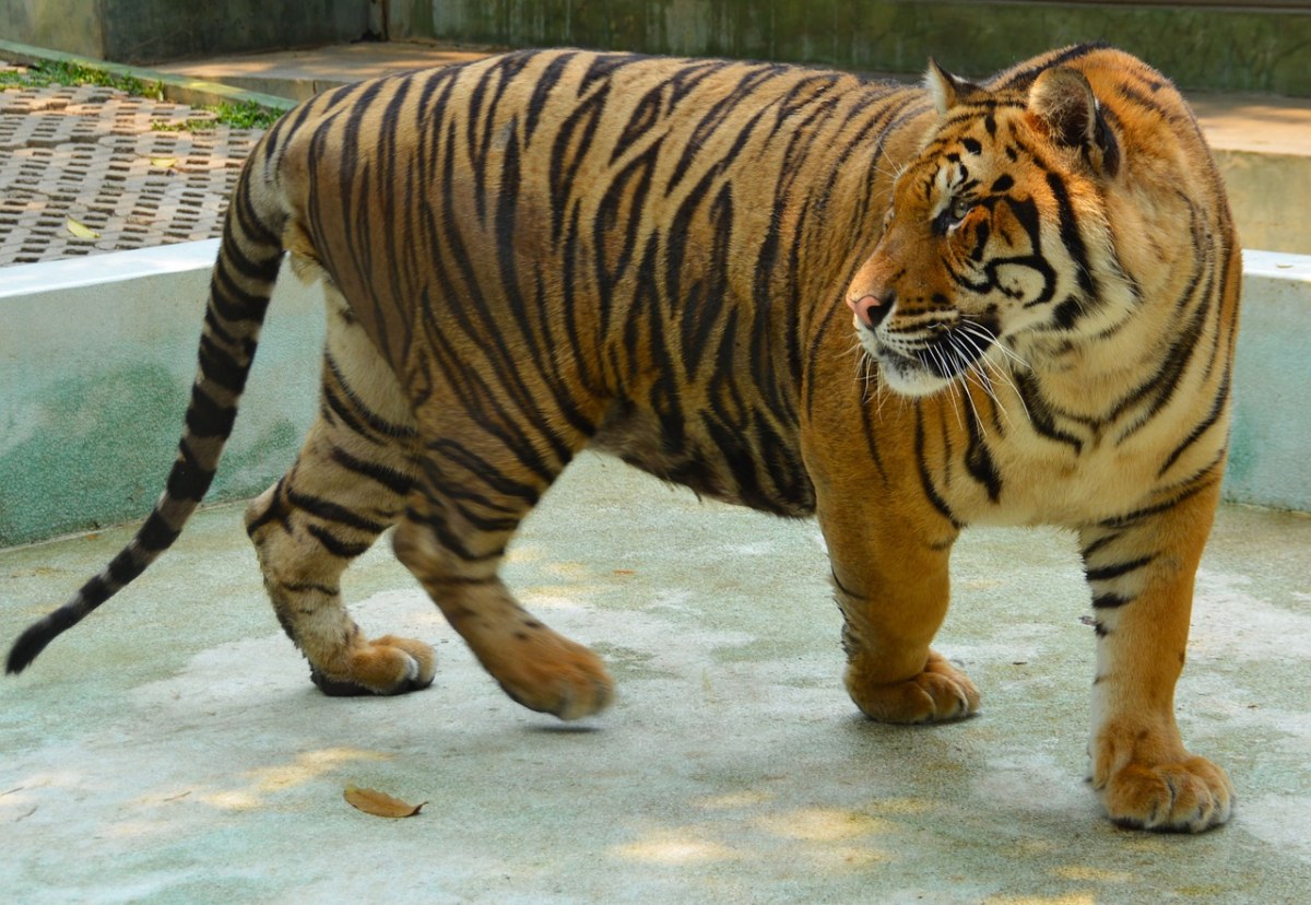 动物园的老虎免费图片