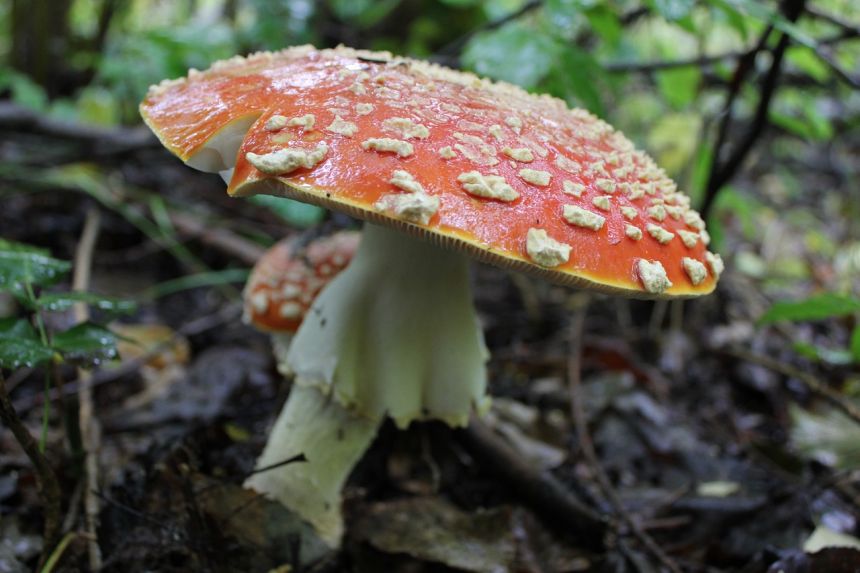 菌类,自然,蘑菇