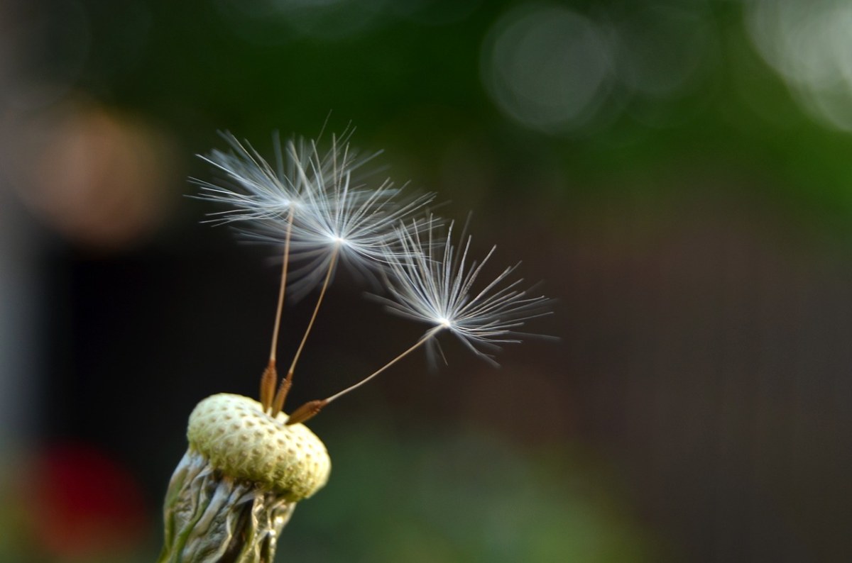 自然、植物区系、蒲公英免费图片