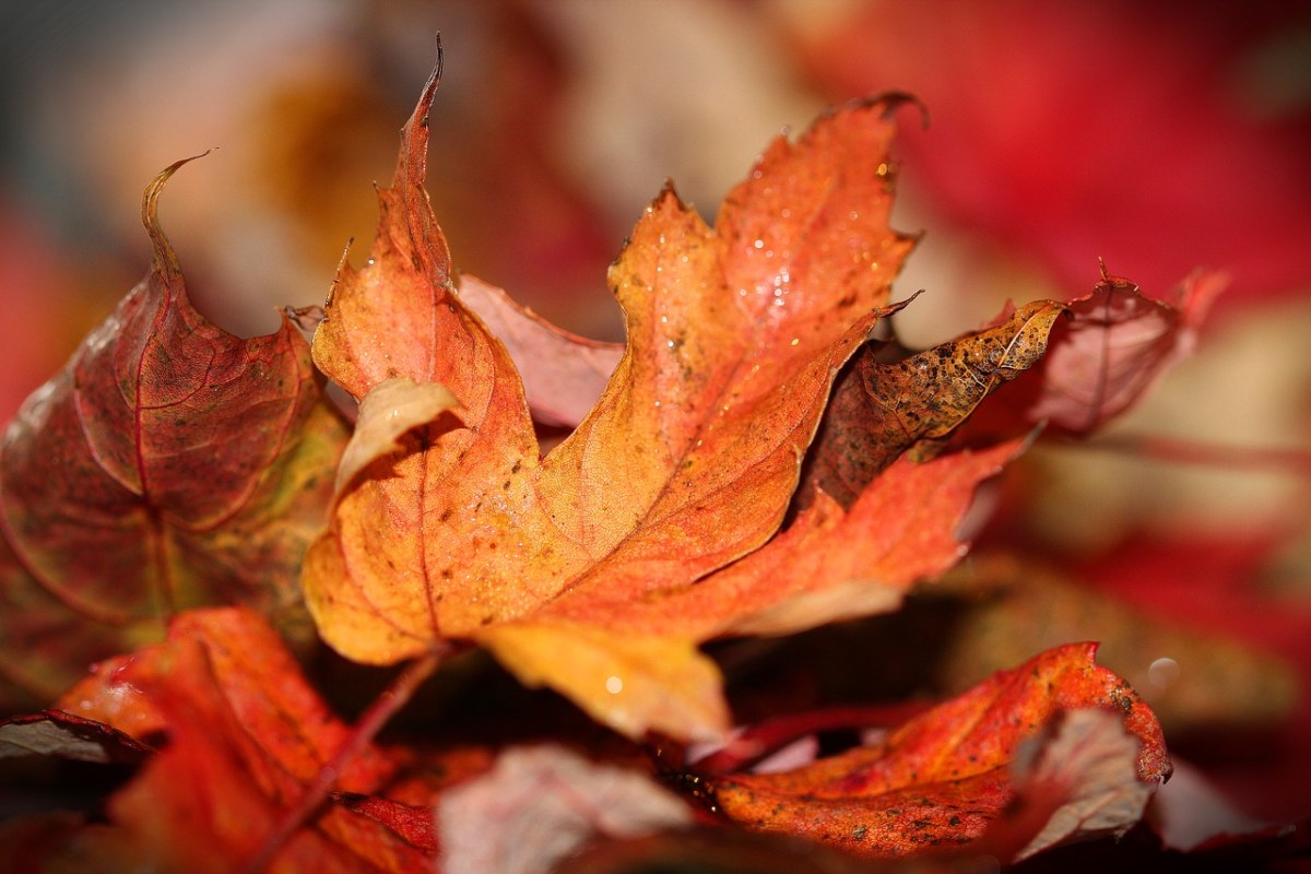 秋天的树叶、秋天、叶免费图片