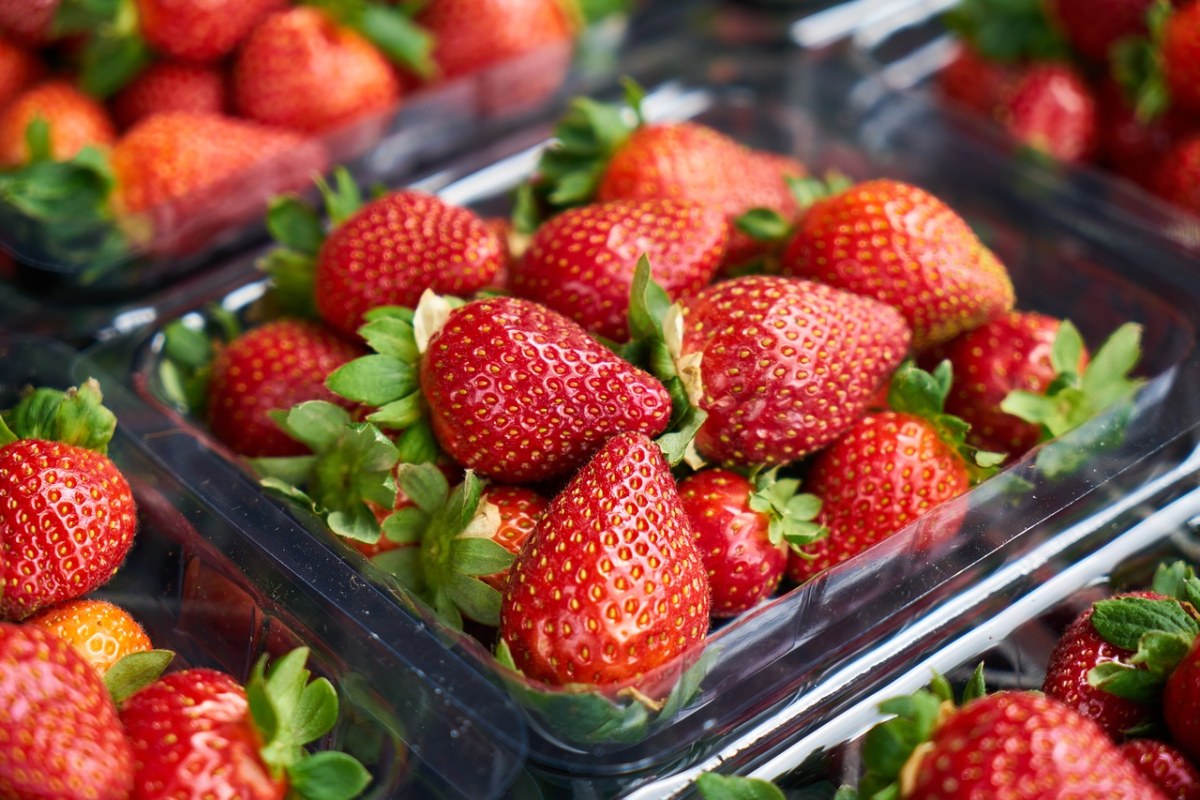 草莓、水果、果园免费图片