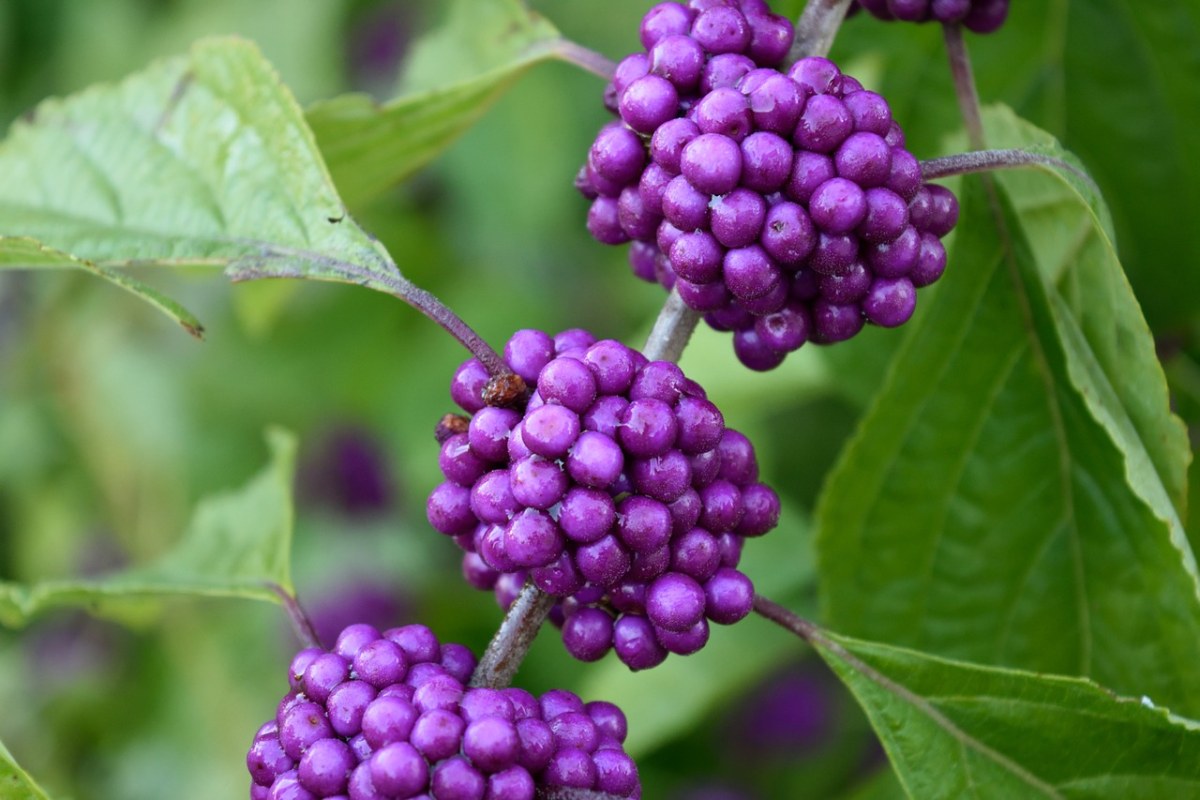 紫色、植物、美浆果免费图片