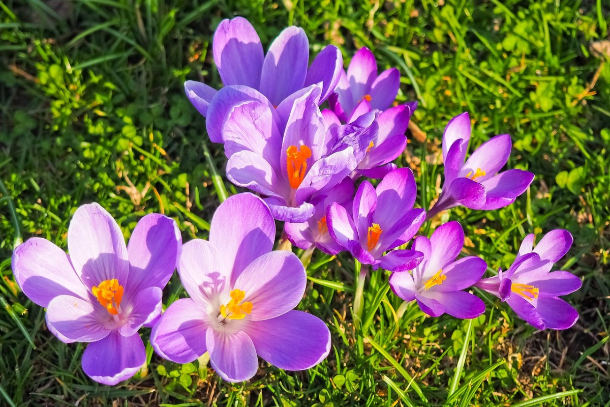 藏红花、花、春天免费图片