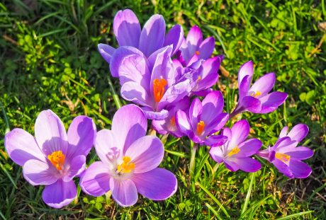 藏红花、花、春天