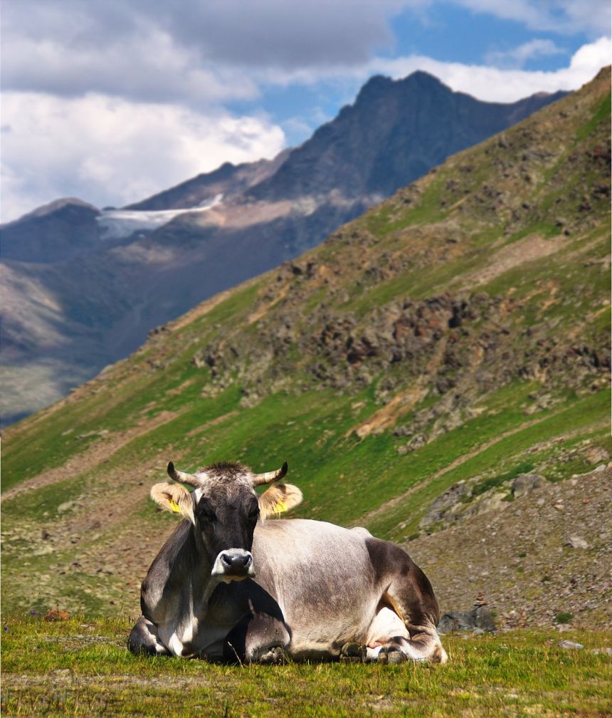 牛,阿尔卑斯山,休息
