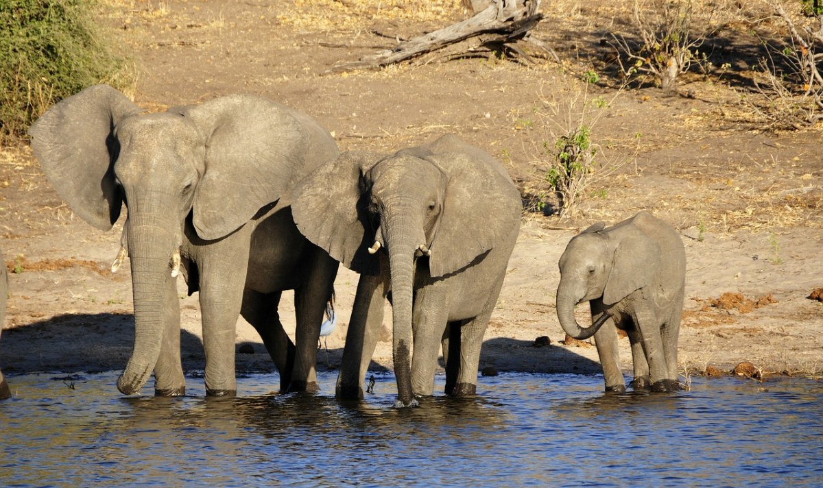 象、水的大象、大象免费图片