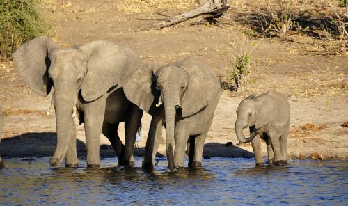 象、水的大象、大象