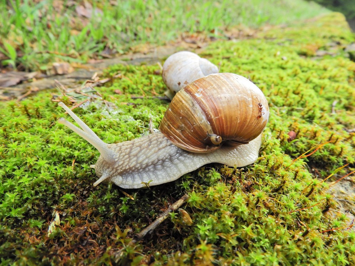 蠕虫、小蜗牛免费图片