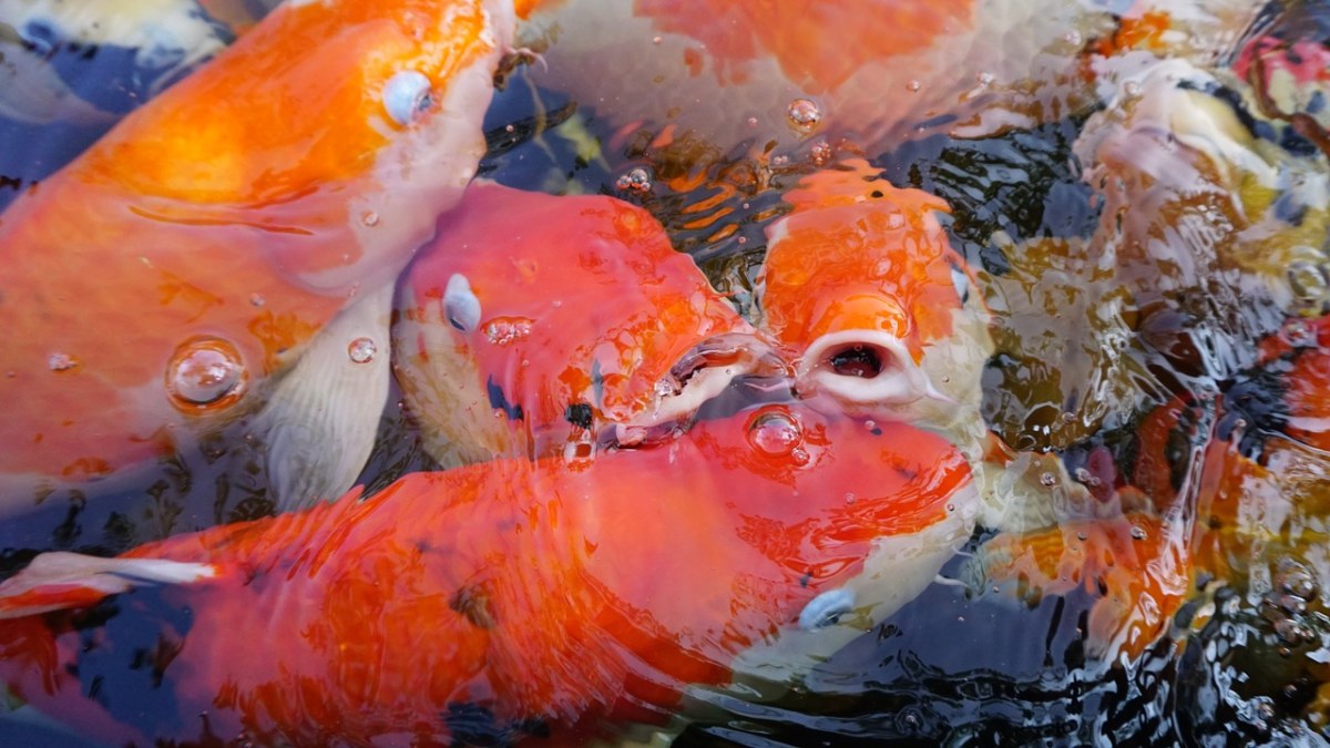 鱼、水族馆、Garp鱼免费图片