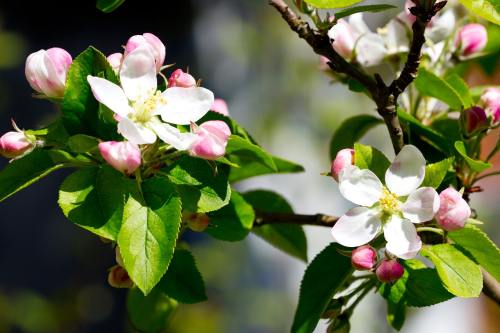 春天盛开的苹果树花