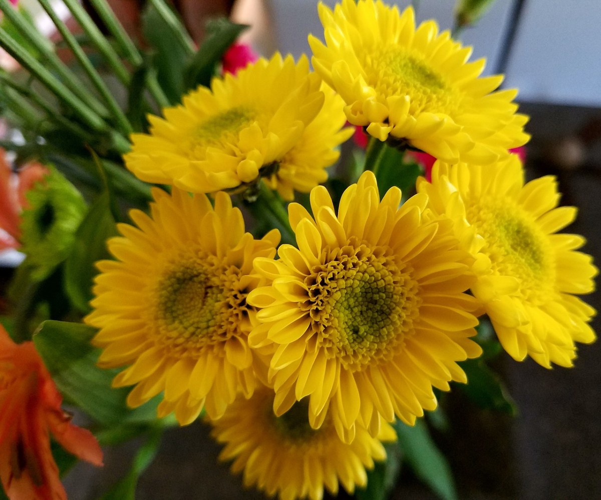 黄色的非洲菊花免费图片