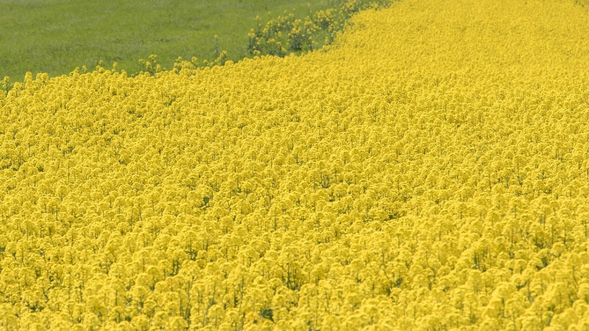 春天、黄色、花朵免费图片