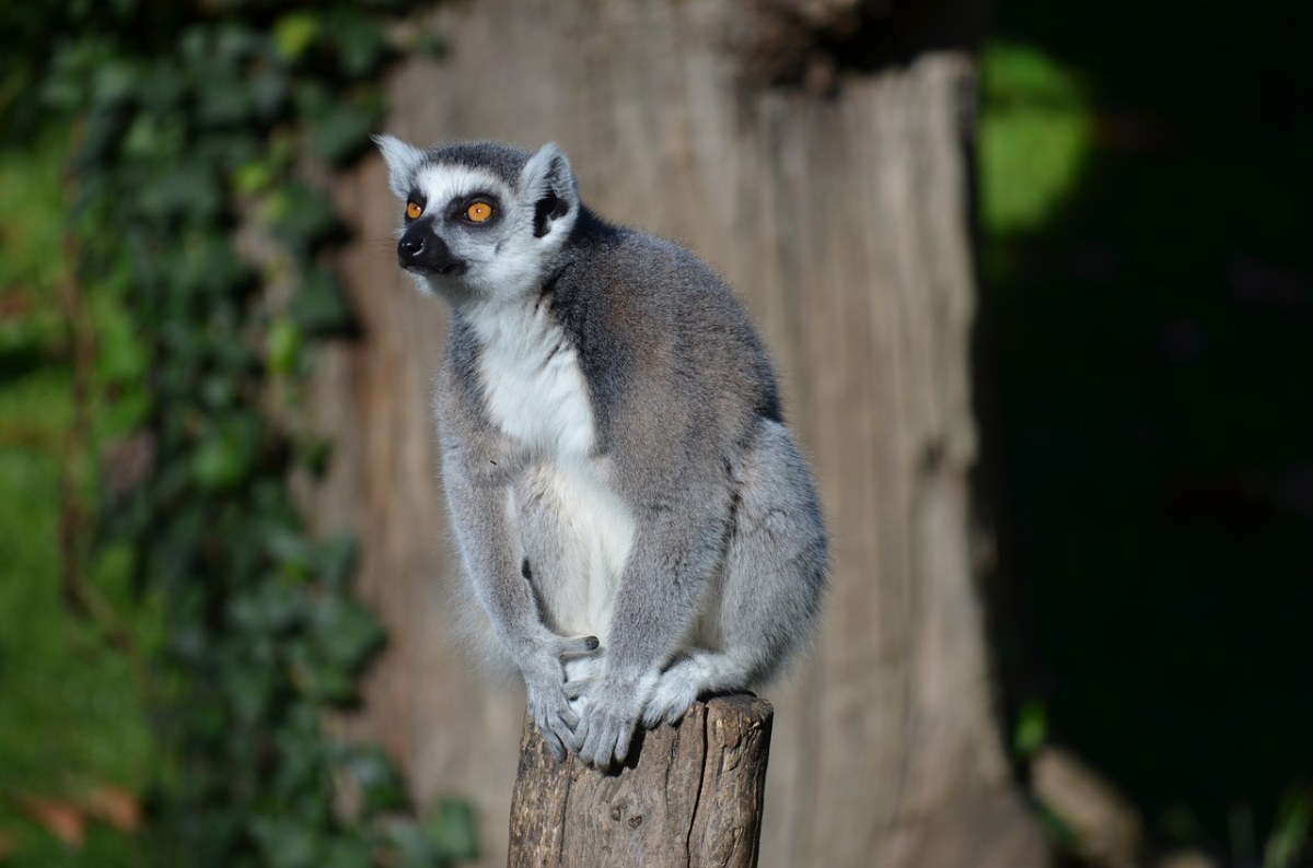 環尾狐猴,狐猴,動物園 - 免費可商用圖片 - cc0.cn