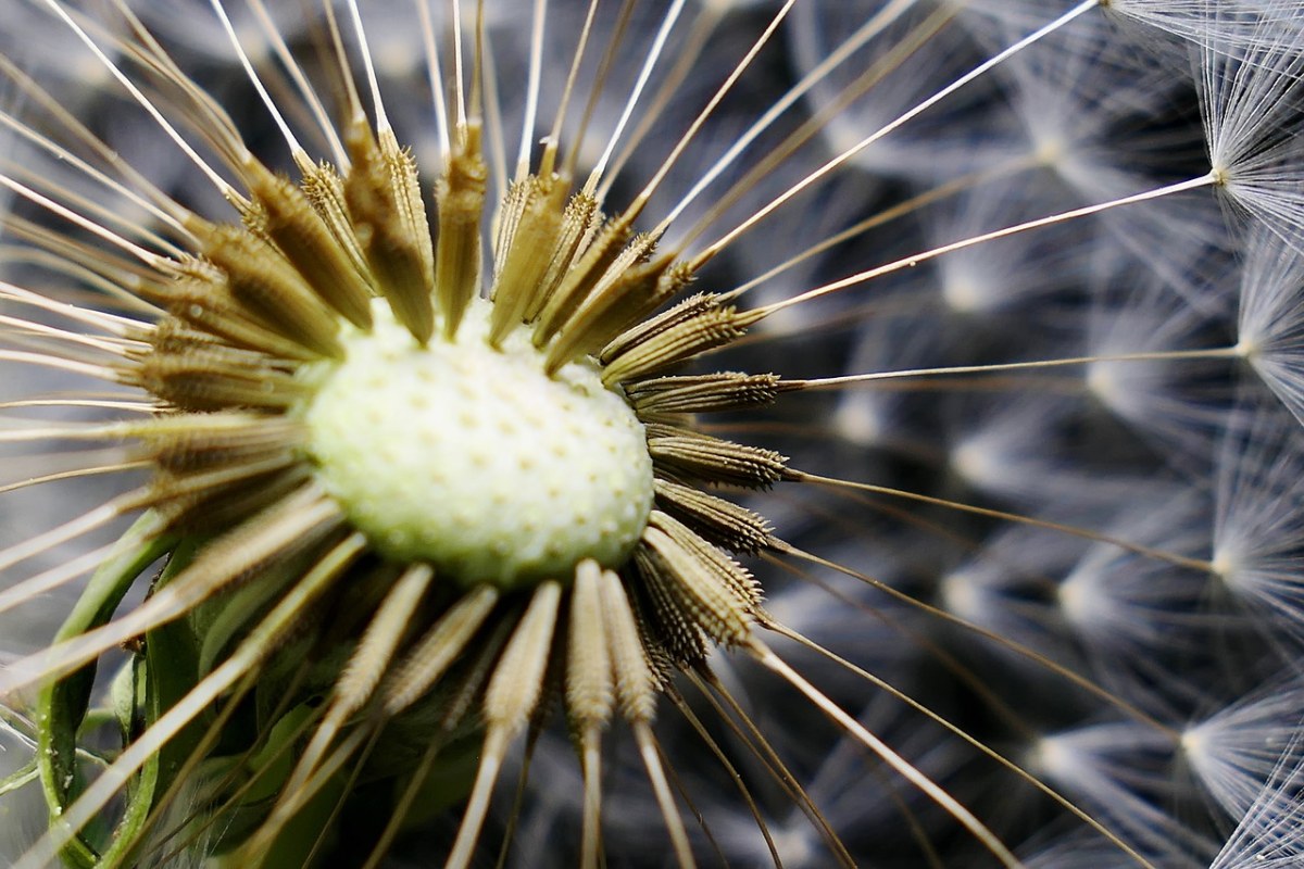 花、夏季免费图片